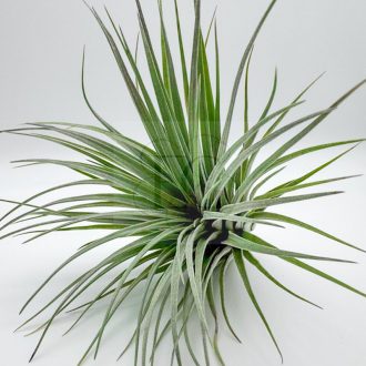 Tillandsia Houston Twin
