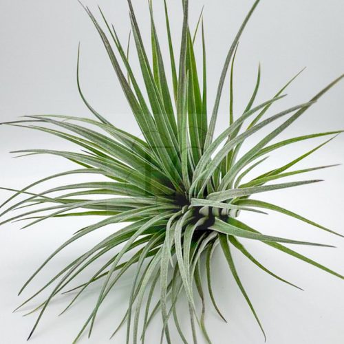 Tillandsia Houston Green
