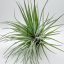 Tillandsia Houston Twin