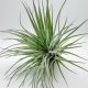 Tillandsia Houston Green