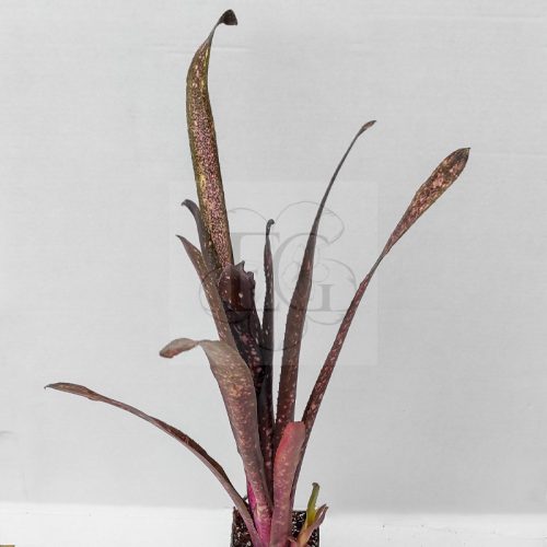 Billbergia Halalujar/L