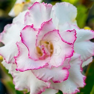 Adenium obesum "Beauty Queen" (S)