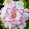 Adenium obesum "Beauty Queen" (S)
