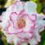 Adenium obesum "Beauty Queen" (S)