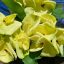 Euphorbia milii "Hor Ngein" (A20)