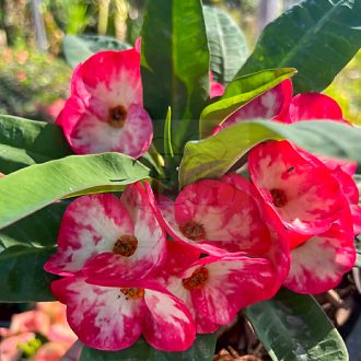 Euphorbia milii "Hybrid" (A14)