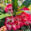 Euphorbia milii "Hybrid" (A14)
