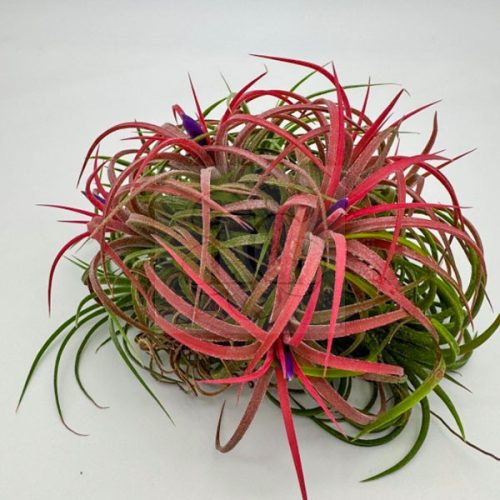 Tillandsia Ionantha Fél-Pulk