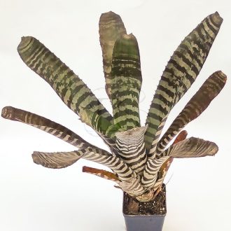 Aechmea Wild Leaf 