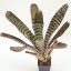 Aechmea Wild Leaf 