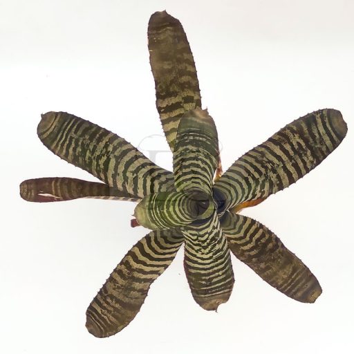 Aechmea Wild Leaf 