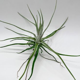 Tillandsia Lepidosepala