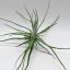 Tillandsia Lepidosepala