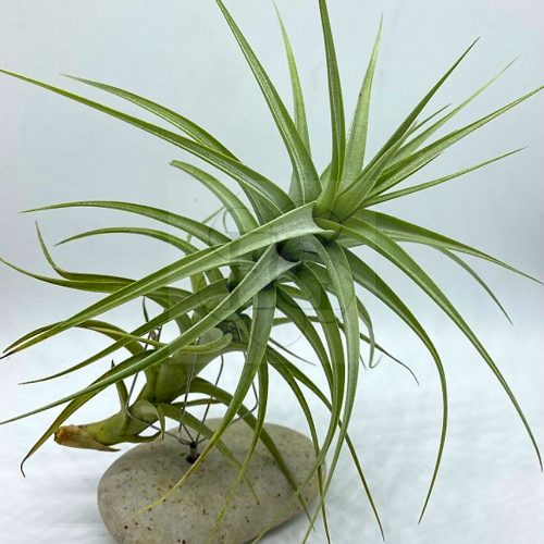 Tillandsia Bergeri L