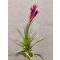 Tillandsia Bergeri/XL
