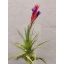 Tillandsia Bergeri/XL