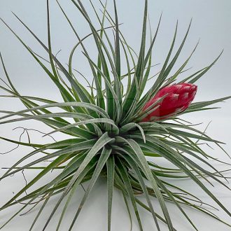 Tillandsia Houston/XL