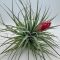Tillandsia Houston/XL
