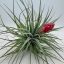 Tillandsia Houston/XL