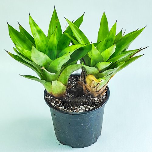 Aechmea Ornata Hoehneana 