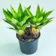 Aechmea Ornata Hoehneana 