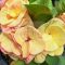 Euphorbia milii "Yellow B" (A55)