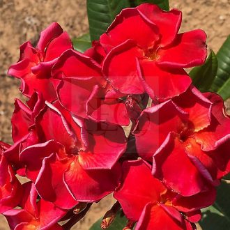Plumeria rubra "Flamenco" JJ