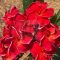 Plumeria rubra "Flamenco" JJ