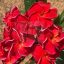 Plumeria rubra "Flamenco" JJ