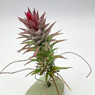 Tillandsia Ionantha var. Vanhyningii/L