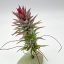 Tillandsia Ionantha var. Vanhyningii/L