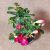 Adenium obesum magonc/M