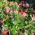 Adenium obesum magonc/M