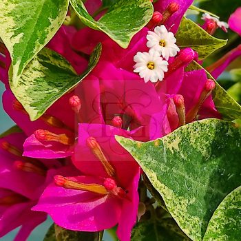 Bougainvillea "Pixie"-Variegata Bougainvillea "Pixie"-Variegata
