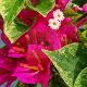 Bougainvillea "Pixie"-Variegata