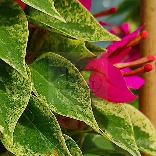Bougainvillea "Pixie"-Variegata