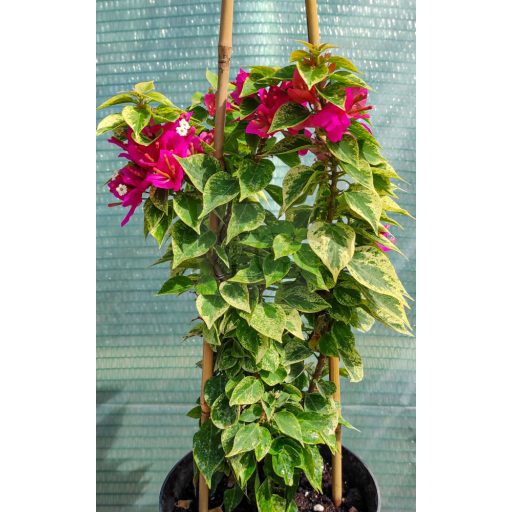 Bougainvillea "Pixie"-Variegata