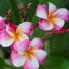 Plumeria rubra "Bliss" JJ