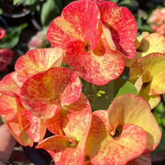 Euphorbia milii "Chome Chan (A11)