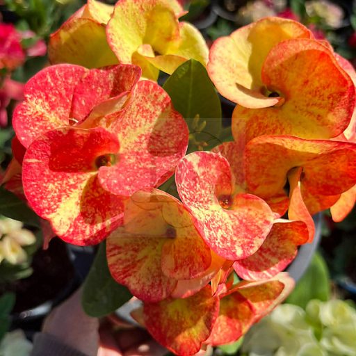 Euphorbia milii "Chome Chan (A11)