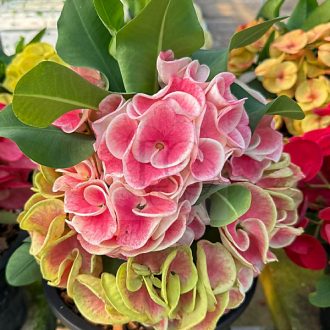 Euphorbia milii "Sao Mueng Chan" (A45)
