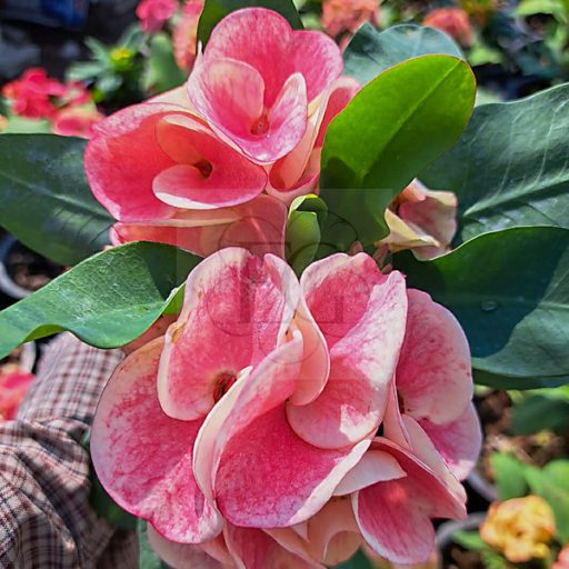 Euphorbia milii "Sao Mueng Chan" (A45)