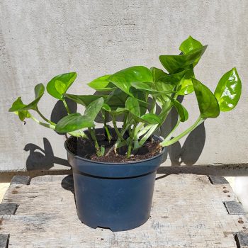 Epipremnum aureum /Szobai futóka Epipremnum aureum /Szobai futóka