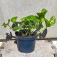 Epipremnum aureum /Szobai futóka