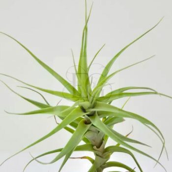 Tillandsia Incarnata/L Tillandsia Incarnata/L