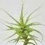 Tillandsia Incarnata/L