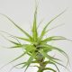 Tillandsia Incarnata/L