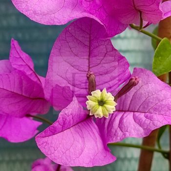 Bougainvillea "Show Lady" Bougainvillea "Show Lady"