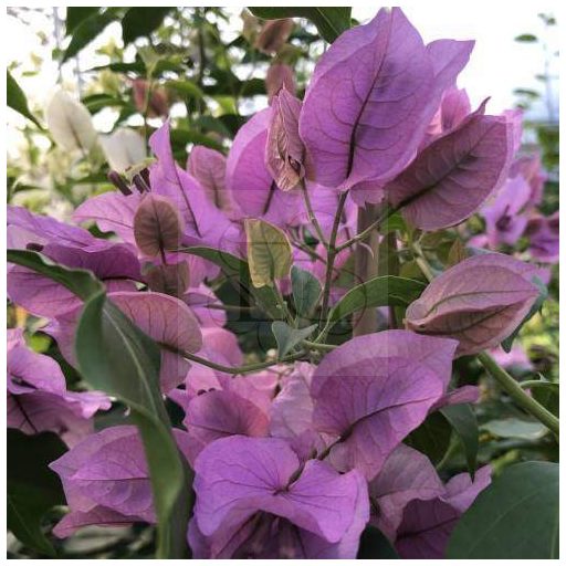 Bougainvillea "Show Lady"