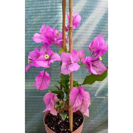 Bougainvillea "Show Lady"